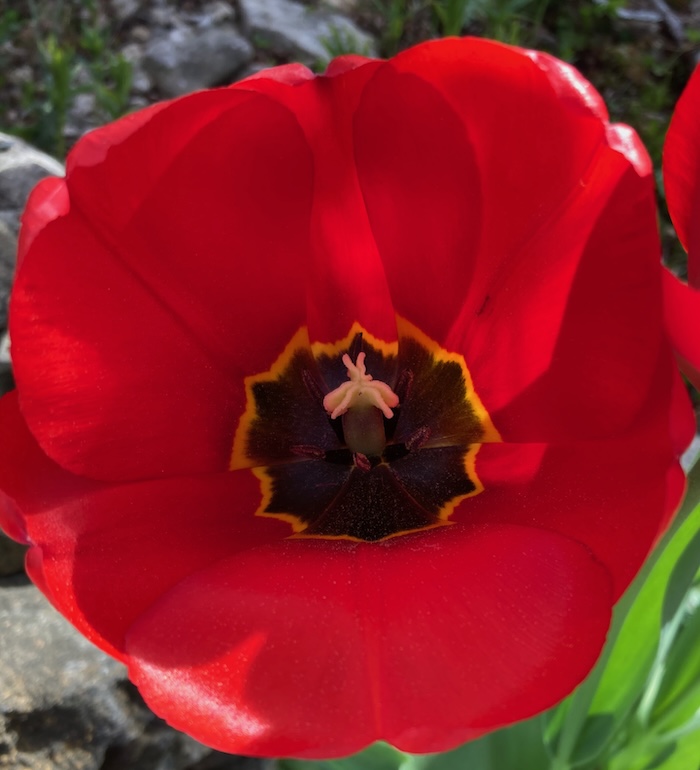 Tulpe